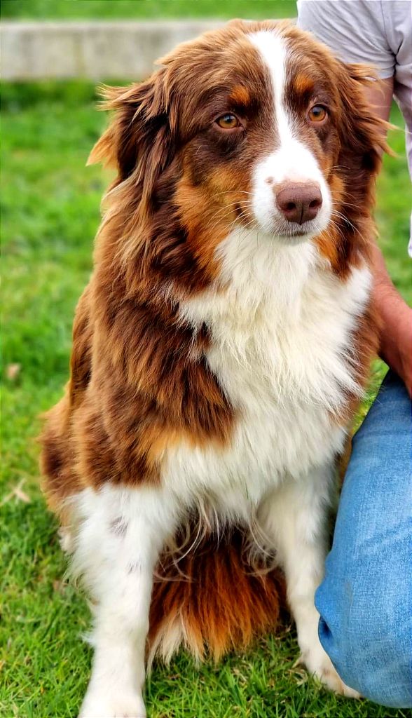 Pastis royaume canin de la clé des champs