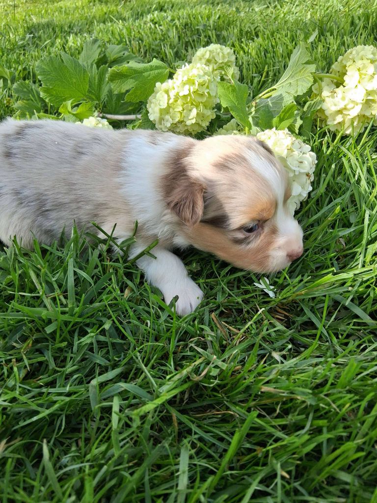 Royaume Canin De La Clé Des Champ  - Chiots disponibles - Berger Australien
