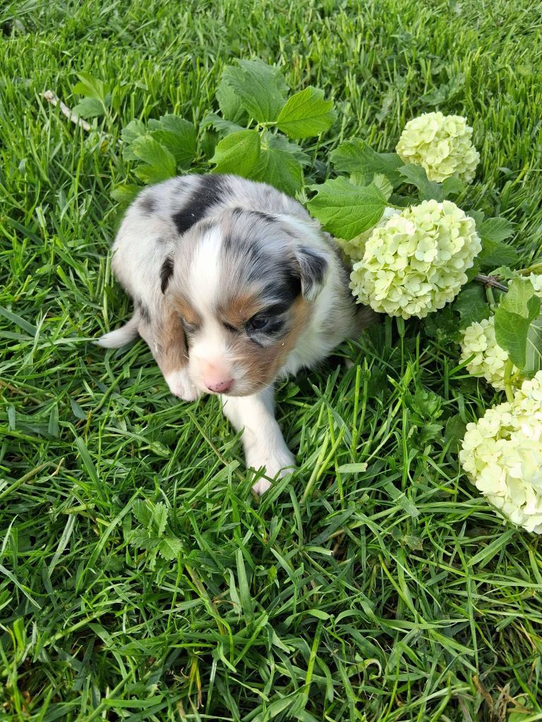 Royaume Canin De La Clé Des Champ  - Chiots disponibles - Berger Australien