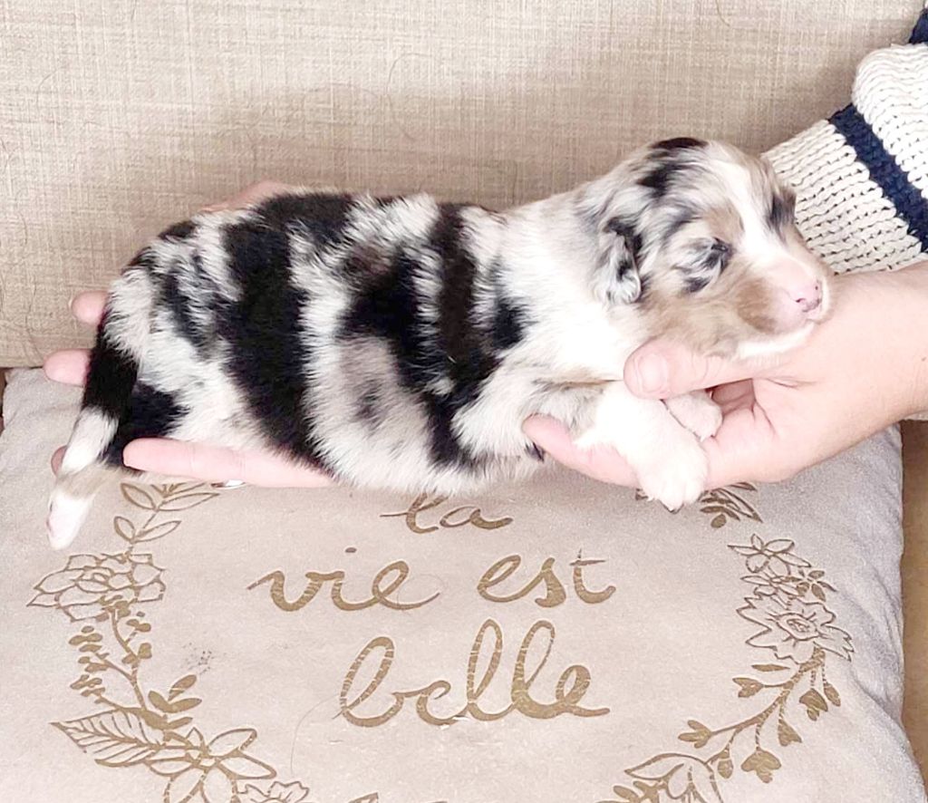 Royaume Canin De La Clé Des Champ  - Berger Australien - Portée née le 19/09/2024