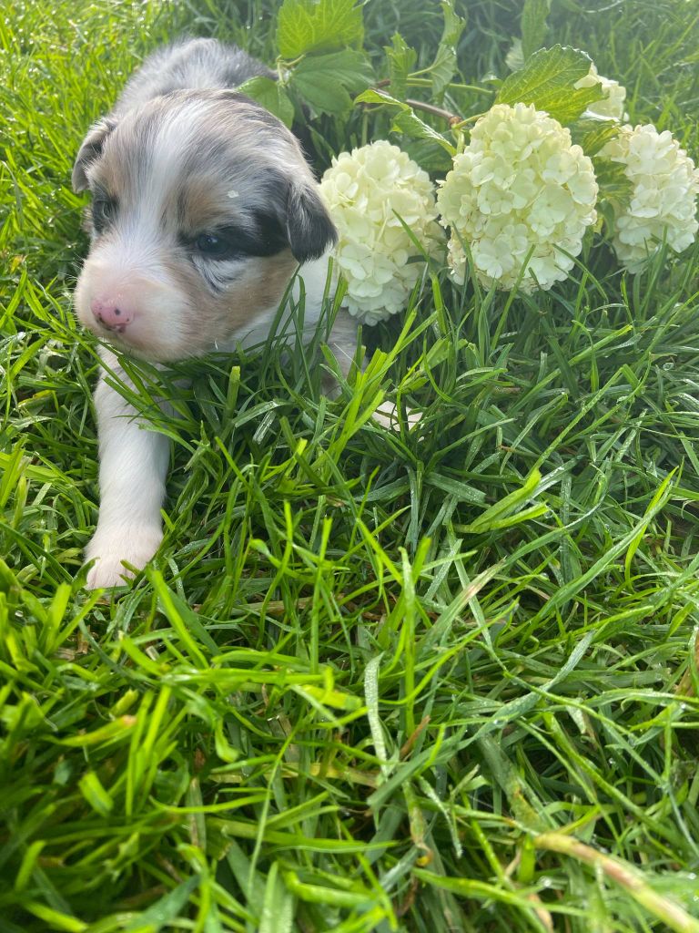 Royaume Canin De La Clé Des Champ  - Chiots disponibles - Berger Australien