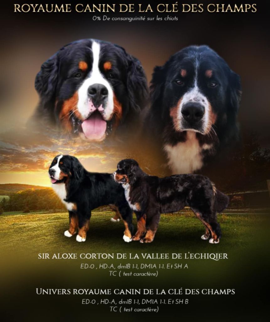 Chiot Bouvier Bernois Royaume Canin De La Clé Des Champ